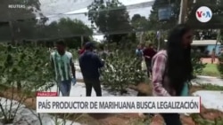 Paraguay busca legalizar siembra de marihuana