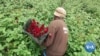 Kenya's Big Flower Farms Shift to Solar Power