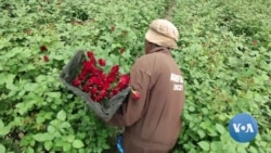 Kenya's Big Flower Farms Shift to Solar Power