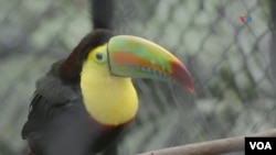 Un Tucán pico iris o tucán piquiverde. Foto: Johan Reyes, VOA.