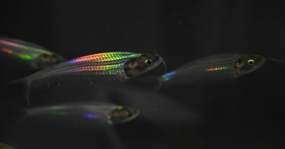 Scientists Discover How a Kind of Fish Makes Colorful Light Appear
