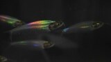 This image provided by Qibin Zhao shows ghost catfish showing iridescence. (Qibin Zhao via AP)
