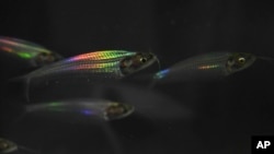 This image provided by Qibin Zhao shows ghost catfish showing iridescence. (Qibin Zhao via AP)