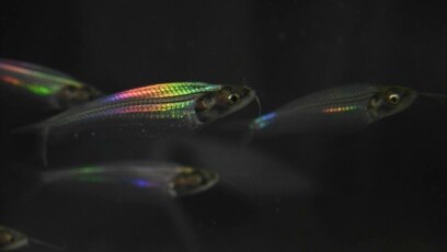 Scientists Discover How a Kind of Fish Makes Colorful Light Appear