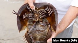 Horseshoe Crab Blood Harvest