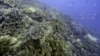 Study Shows Sharp Decline of Australian Shallow Reef Species
