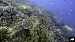 FILE - A sea turtle swims over corals on Moore Reef in Gunggandji Sea Country off the coast of Queensland in eastern Australia, Nov. 13, 2022. 