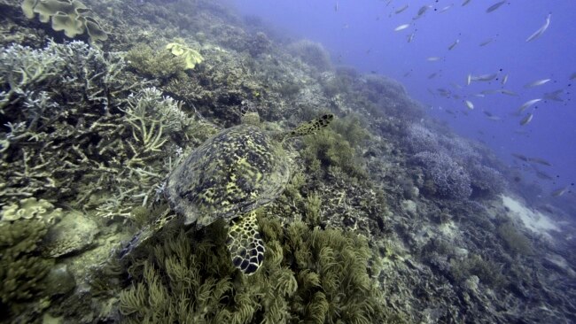 FILE - A sea turtle swims over corals on Moore Reef in Gunggandji Sea Country off the coast of Queensland in eastern Australia, Nov. 13, 2022.