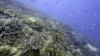 FILE - A sea turtle swims over corals on Moore Reef in Gunggandji Sea Country off the coast of Queensland in eastern Australia, Nov. 13, 2022. 