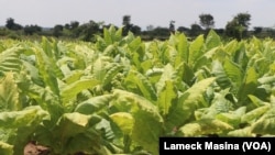 Tobacco has long been Malawi's leading foreign exchange earner but experts say cultivation of local cannabis would overtake it.