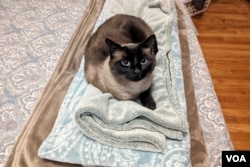 Siamese cat waiting for dinner (Photo by Faith Pirlo)