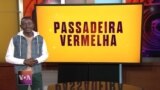 Passadeira Vermelha #166: A eletrizante música de Black Violin