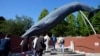 People walk near a life-size model of a whale displayed at the National Science Museum, May 9, 2024, in Tokyo.