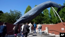 People walk near a life-size model of a whale displayed at the National Science Museum, May 9, 2024, in Tokyo.