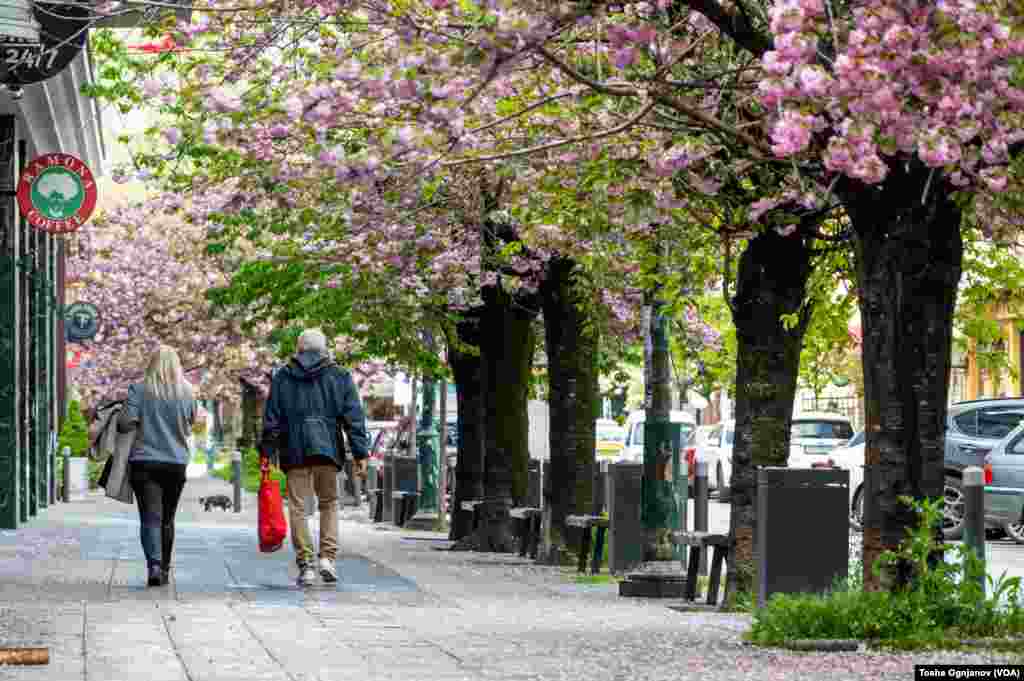 Cherry Blossom in Skopje