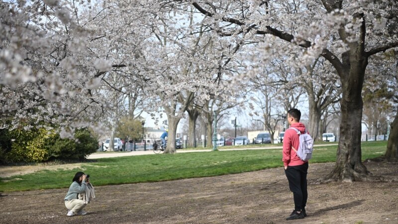 Saatnya bunga sakura di Washington