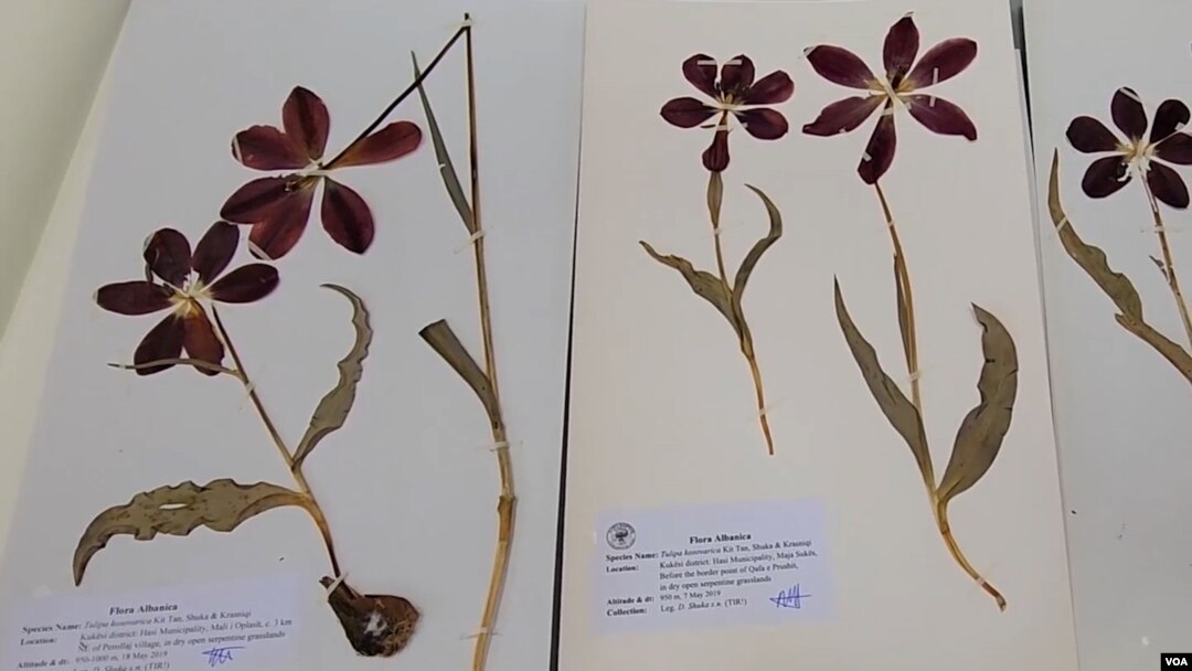 Tulipa albanica