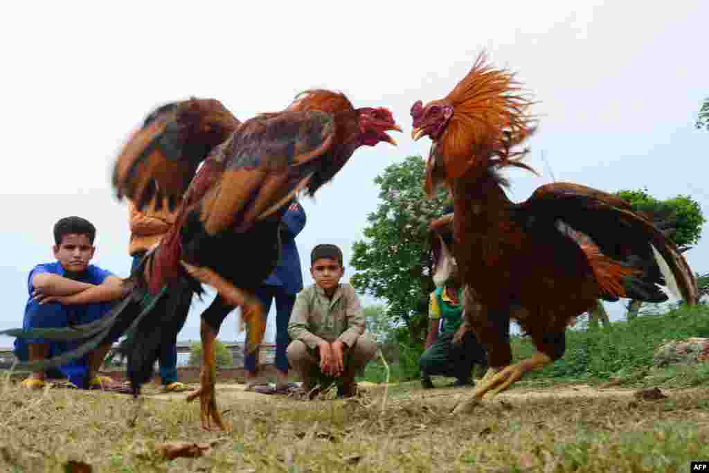 Children watch two roosters fight at a village 20 kilometers from Jalandhar, India.