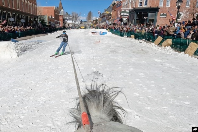 A skier is pulled by a horse during a skijoring competition in Leadville, Colo., on Saturday, March 2, 2024. (AP Photo/Thomas Peipert)