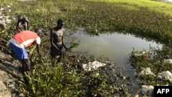 À Bentiu, le changement climatique remodèle le paysage et la jacinthe d'eau s'étend à perte de vue, recouvrant la plaine inondée de taches vertes.