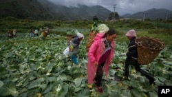 FILE - Minority women collect cabbages at a farm near their village houses built by the Chinese government for the ethnic minority members in Ganluo county, southwest China's Sichuan province on Sept. 10, 2020.