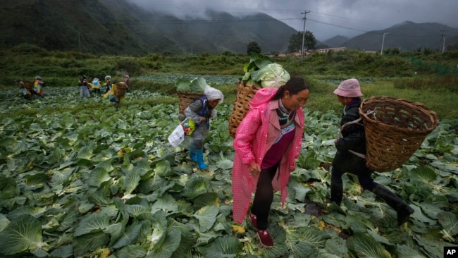 FILE - Minority women collect cabbages at a farm near their village houses built by the Chinese government for the ethnic minority members in Ganluo county, southwest China's Sichuan province on Sept. 10, 2020.