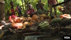 Farmers in Ghana while harvesting cocoa