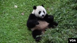 Los osos pandas gigantes en cuidado del Zoológico Nacional de Washington volverán a China a finales de este año. Uno de los osos juega dentro del recinto donde habita en Washington. [Foto: Tomás Guevara / VOA]