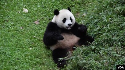 los pandas solo viven en china