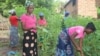 Women in rural Malawi pick vegetables in Chikwawa district. Statistics show that more than 20% of Malawi's 19.6 million people live in extreme poverty. 