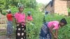 Women in rural Malawi pick vegetables in Chikwawa district. Statistics show that more than 20% of Malawi's 19.6 million people live in extreme poverty. 