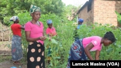 Women in rural Malawi pick vegetables in Chikwawa district. Statistics show that more than 20% of Malawi's 19.6 million people live in extreme poverty. 