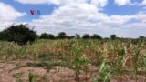 Kekeringan Picu Memburuknya Rawan Pangan di Zimbabwe 