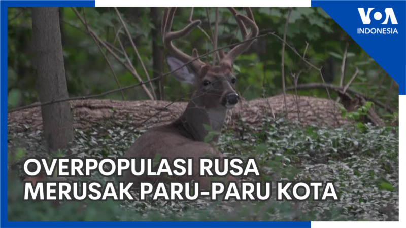 Overpopulasi Rusa Merusak Paru-Paru Kota