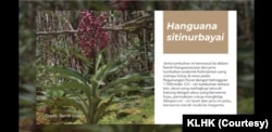 Flora jenis baru yang diberi nama Hanguana Sitinurbayai. (Courtesy: screenshot via KLHK).