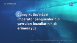 Güney Kutbu’ndaki imparator penguenlerinin yavruları buzulların hızlı erimesi yüzünden ölüyor
