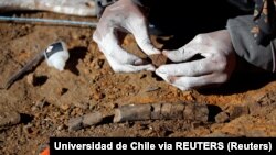 Seorang ahli paleontologi memeriksa tulang fosil 'Gonkoken nanoi', dinosaurus berparuh bebek, yang mendiami wilayah Chili. (Foto: Universidad de Chile via REUTERS)