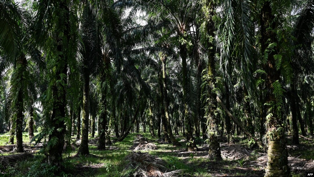 Pohon kelapa sawit di perkebunan di Ijok, negara bagian Selangor, Malaysia, 30 Juni 2022. (Mohd RASFAN / AFP) 
