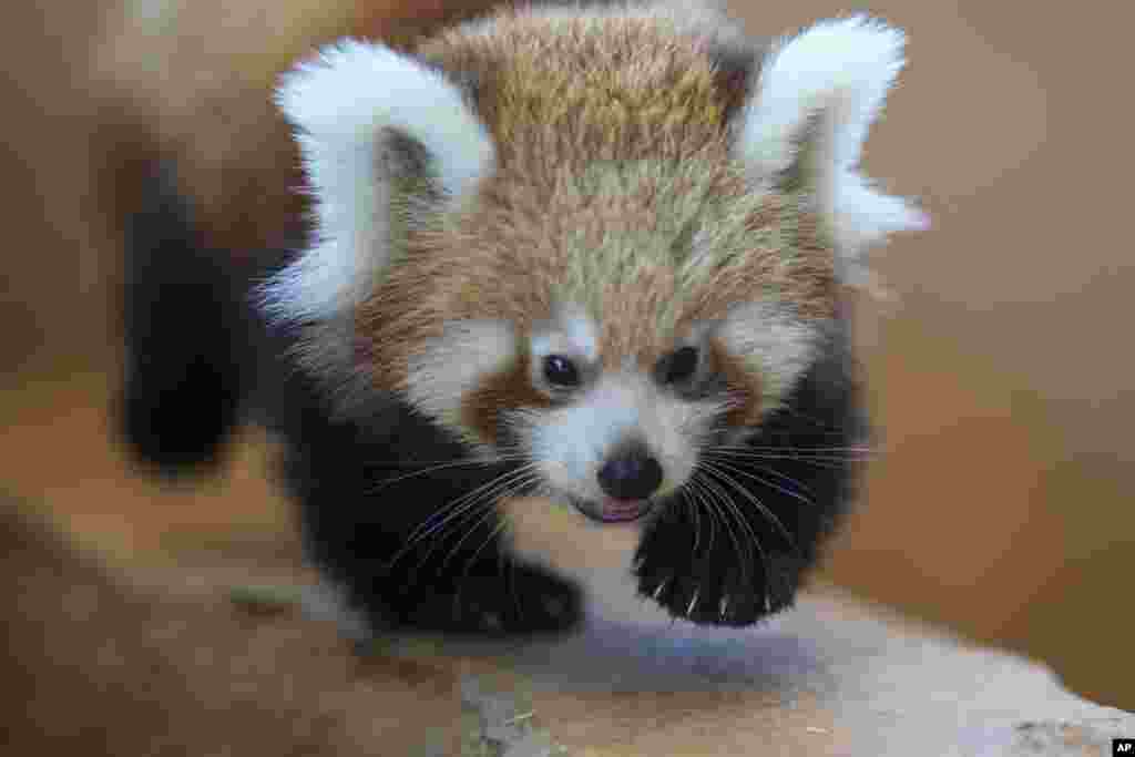 A baby red panda walks inside the Attica Zoological Park in Spata, near Athens, Greece.