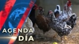 Detienen producción de huevos en compañía de Texas, tras encontrar gripe aviar en pollos.