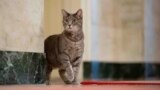 FILE - Willow, the Biden family's cat, wanders around the White House on Jan. 27, 2022, in Washington. Jill Biden has written a children's picture book about Willow that will be published in June. (Erin Scott/The White House via AP)