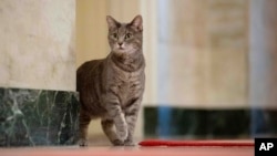 FILE - Willow, the Biden family's cat, wanders around the White House on Jan. 27, 2022, in Washington. Jill Biden has written a children's picture book about Willow that will be published in June. (Erin Scott/The White House via AP)