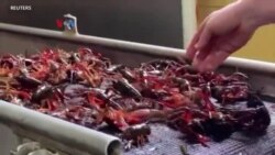 Laju Inflasi Mereda, Harga "Crawfish" Turun di New Orleans