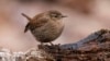 App Identifies Birds by Sound