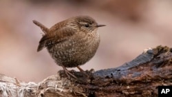 This image provided by Macaulay Library/Cornell Lab of Ornithology shows a winter wren. (James Davis/Macaulay Library/Cornell Lab of Ornithology via AP)