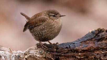 App Identifies Birds by Sound