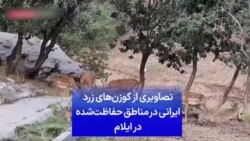 تصاویری از گوزن‌های زرد ایرانی در مناطق حفاظت‌شده در ایلام