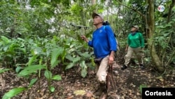 Dado que amamantar y cuidar a sus crías requiere mucha energía, los monos tití suelen dar a luz durante la primera mitad de la temporada de lluvias, cuando la fruta es más abundante. [Sergio Leon/Pixammo]