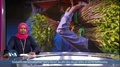 Beeraleyda Jaadka Itoobiya oo cabanaya 