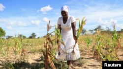 A villager shows maize crops wilting in a field, in Mumijo, Buhera district, east of the capital Harare, Zimbabwe, March 16, 2024. 